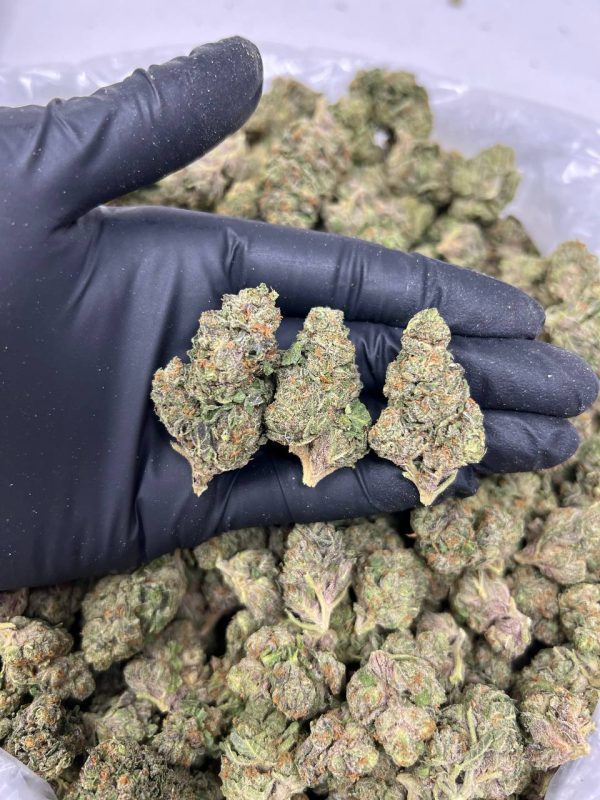 PURPLE GELATO