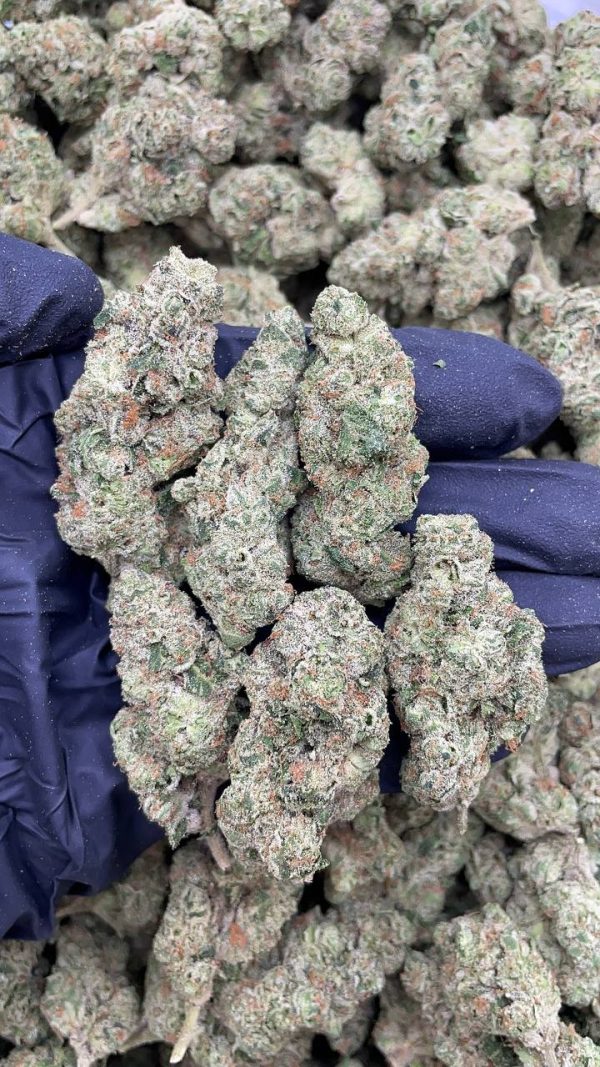 BUBBLEGUM GAS #D1187