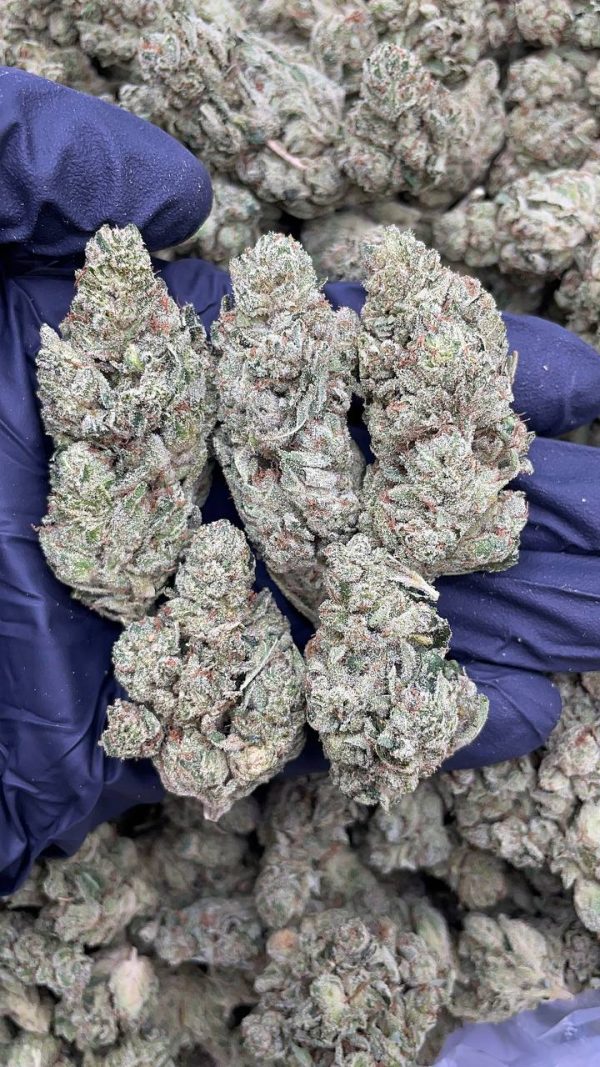 GG4 #D1190