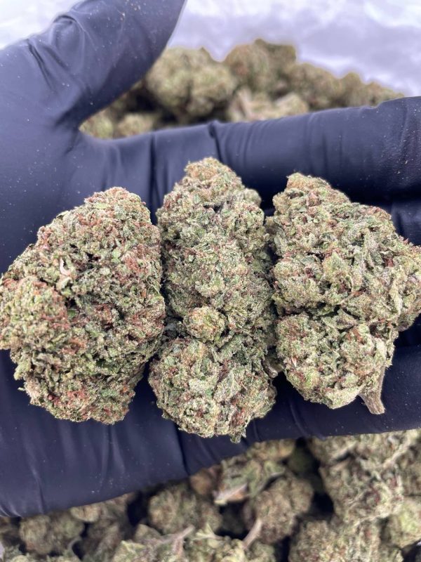GELATO 47 #N2