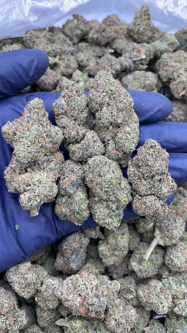 PINK GUMDROPZ #V87