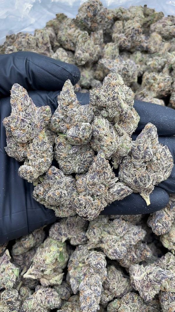 BUBBLEGUM GELATO BY LAX #A1179