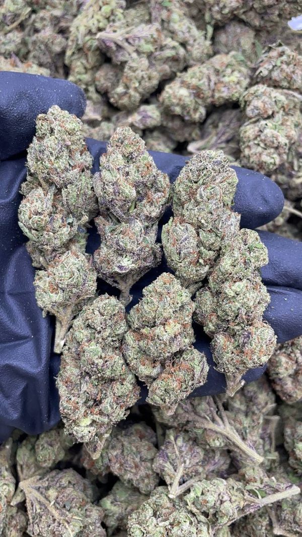 WATERMELON GELATO #AS148