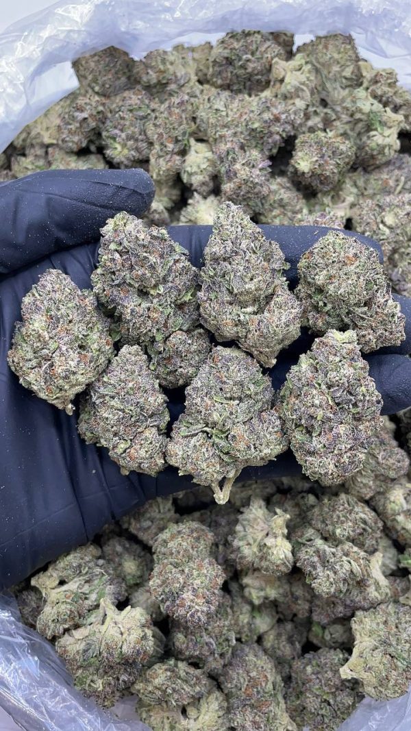 JET FUEL GELATO #D1399