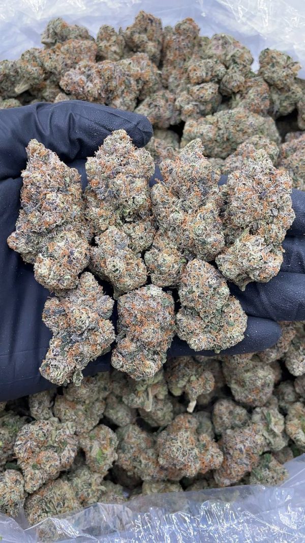 WHITE GUAVA GELATO #D1408