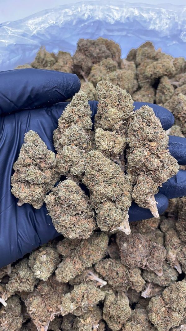 GELATO 41 #DS141