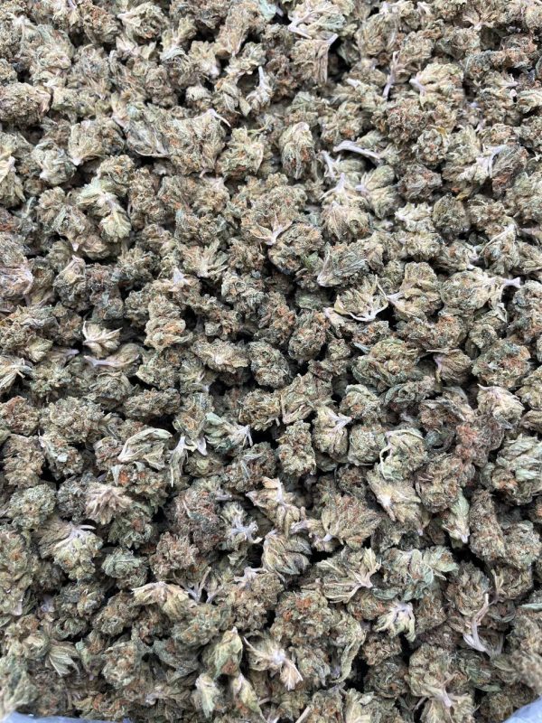 GUSHMINT SMALLS #DS143