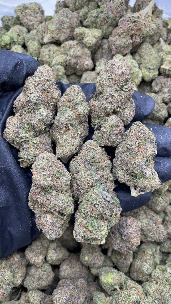 CHERRY ZODA #V113
