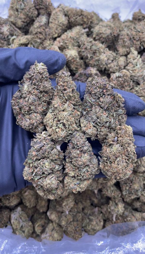 BLACK CHERRY GELATO #DS231