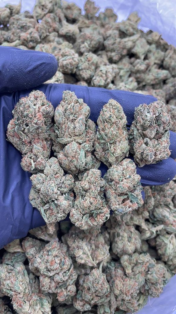 SKYWALKER OG #D1497