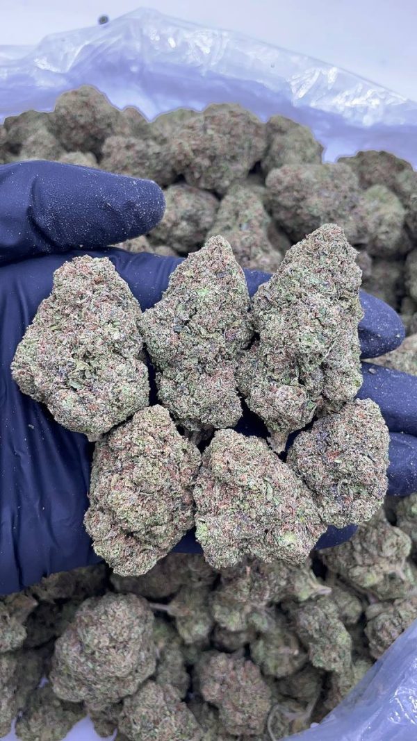 BLUEBERRY GELATO #DS248