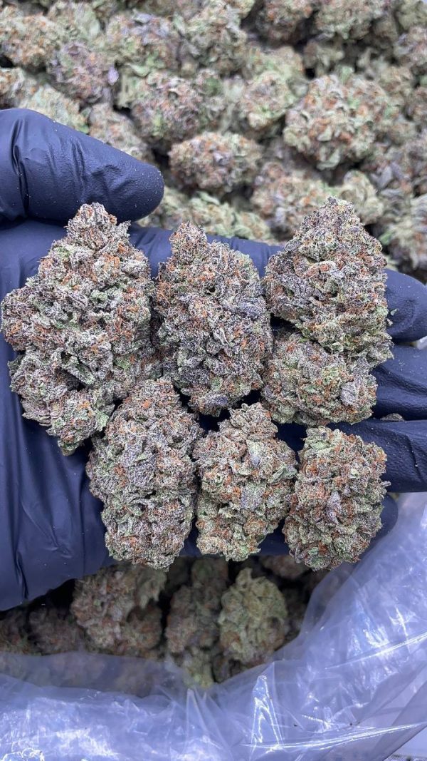 GELATO SHERBERT #L15
